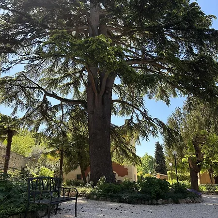 Olivi *